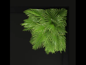 Plants collection 259 3D Model