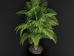 Plants collection 259 3D मॉडल
