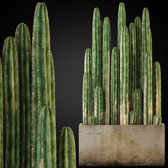 Plants collection 260 3D Модель .c4d .max .obj .3ds .fbx .stl .blend 