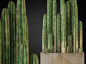 Plants collection 260 Modelo 3D