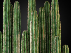 Plants collection 260 3D Модель