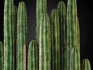 Colecci&oacute;n de plantas 260 Modelo 3D