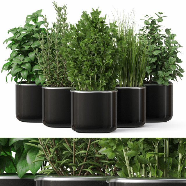 Plants collection 261 3D 모델 .c4d .max .obj .3ds .fbx .stl .blend 