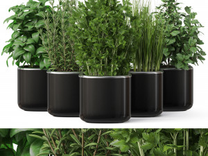 Plants collection 261 3D मॉडल