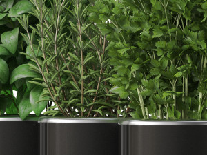 Plants collection 261 3D 모델