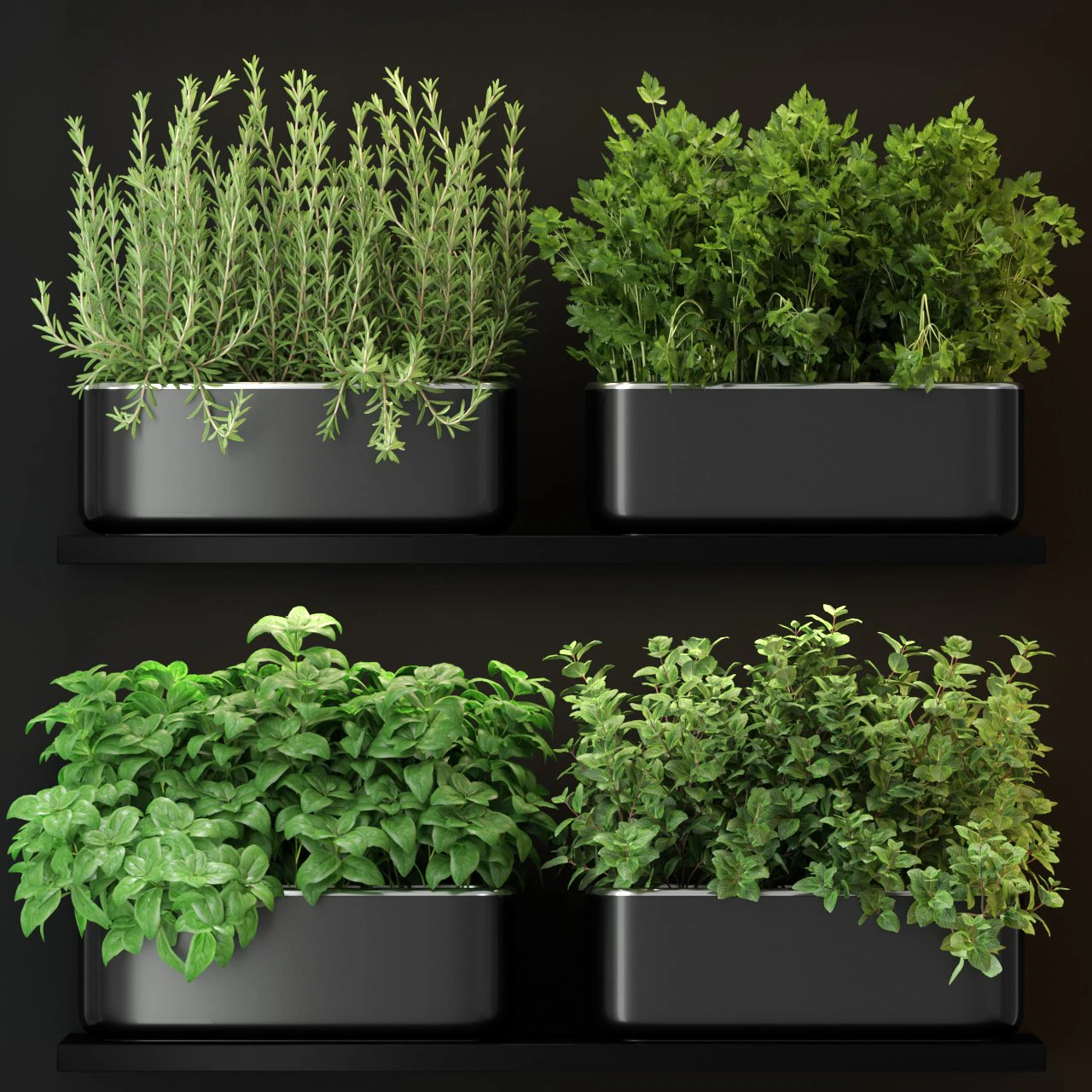 Plants collection 262 3D Model .c4d .max .obj .3ds .fbx .stl .blend 