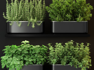 Plants collection 262 3D Model