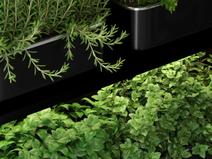 Plants collection 262 3D Model