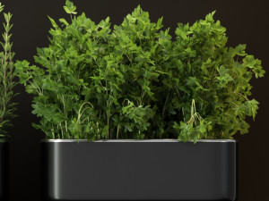 Plants collection 262 3D Model
