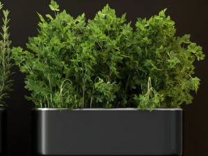 Plants collection 262 3D Model