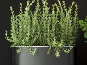 Plants collection 262 3D Model
