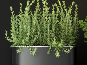 Plants collection 262 3D Model