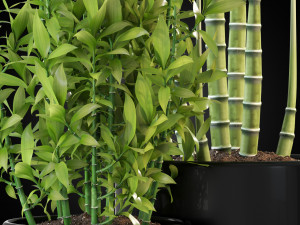 Plants collection 263 3D Model
