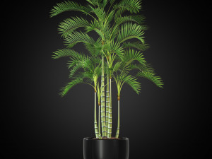 Plants collection 263 3D Model