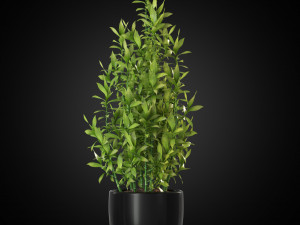 Plants collection 263 3D Model