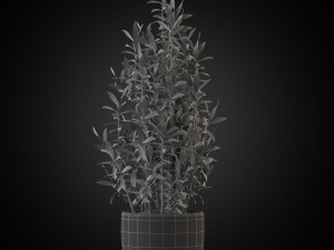 Plants collection 263 3D Model