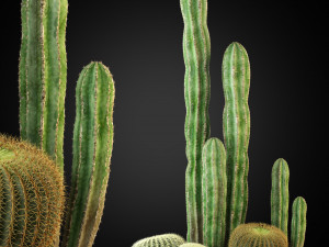 Plants collection 264 3D Model
