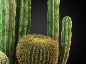 Plants collection 264 3D Model