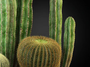 Plants collection 264 3D Model