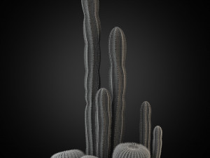 Plants collection 264 3D Model