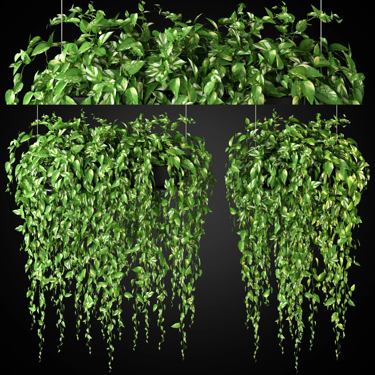 Plants collection 265 3D Model .c4d .max .obj .3ds .fbx .stl .blend 
