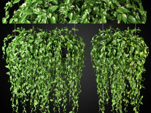 Collezione piante 265 Modello 3D