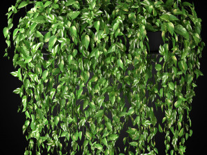 Plants collection 265 3D Модель