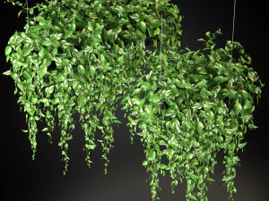 Plants collection 265 3D Model