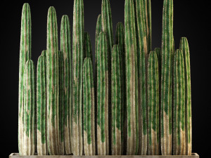Plants collection 266 3D Модель