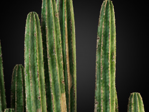 Plants collection 266 3Dモデル