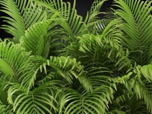 Plants collection 267 Modèle 3D