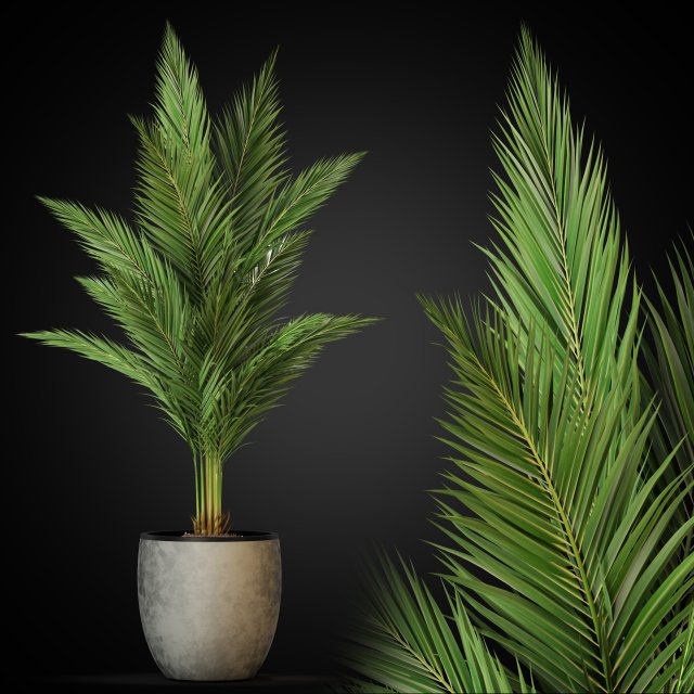 Plants collection 268 3D 模型 .c4d .max .obj .3ds .fbx .stl .blend 