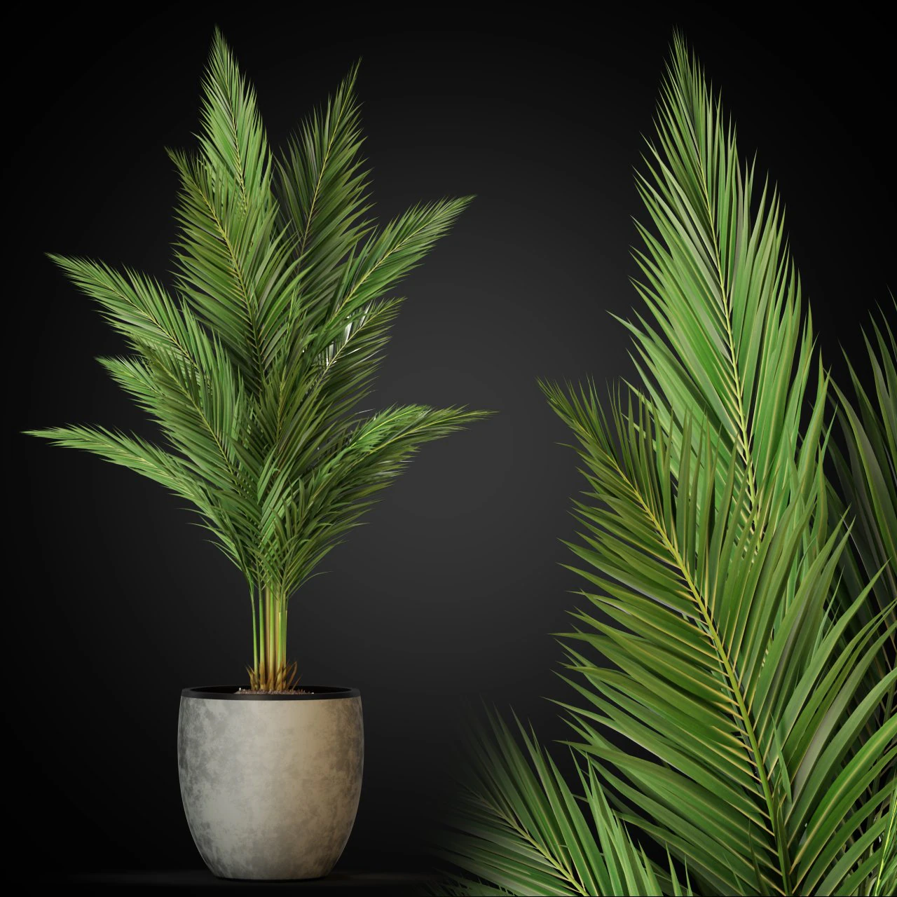 Plants collection 268 3D Model .c4d .max .obj .3ds .fbx .stl .blend 