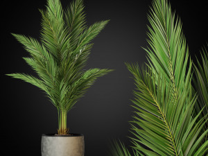 Plants collection 268 Model 3D