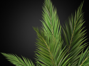 Plants collection 268 3D 模型