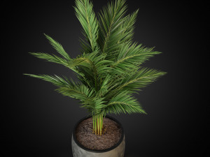 Plants collection 268 3D 模型