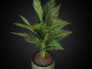Plants collection 268 3D Model