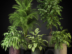 Plants collection 269 3Dモデル