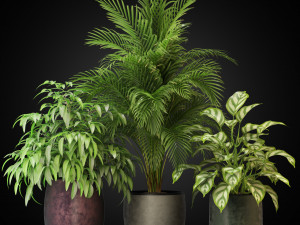 Plants collection 269 3D Модель