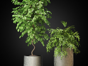 Plants collection 269 3D Модель