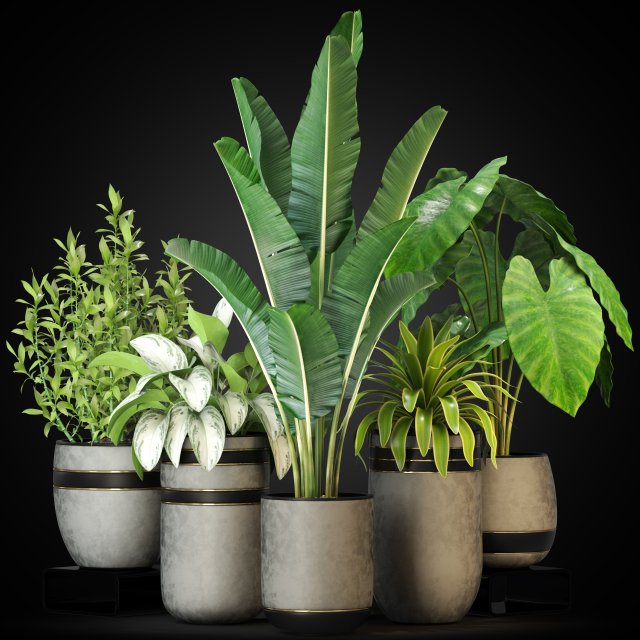 Plants collection 270 3D Model .c4d .max .obj .3ds .fbx .stl .blend 