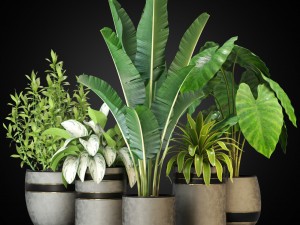 Plants collection 270 3Dモデル