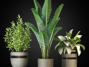 Plants collection 270 3D Model