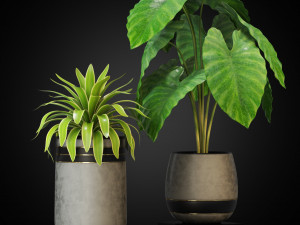 Plants collection 270 3D Model