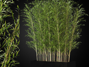 Plants collection 271 3Dモデル
