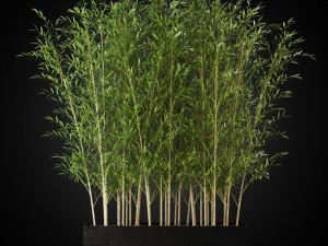Plants collection 271 Modelo 3D