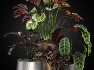 Plants collection 272 3D Model