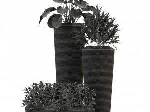 Plants collection 275 3D मॉडल