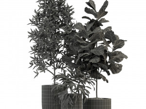 Plants collection 276 Model 3D