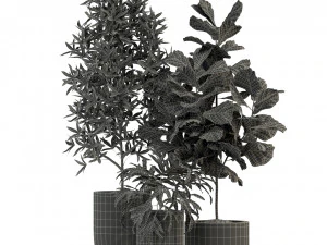 Plants collection 276 3D Model